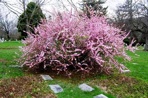 收藏|送你一本绿博园赏花宝典，花期、花语都在里面！