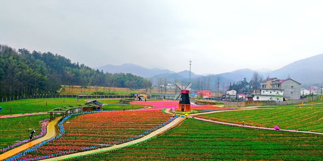 半价游郁金香花海，花千谷开园啦！！！