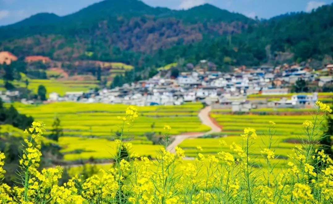 半价游郁金香花海，花千谷开园啦！！！