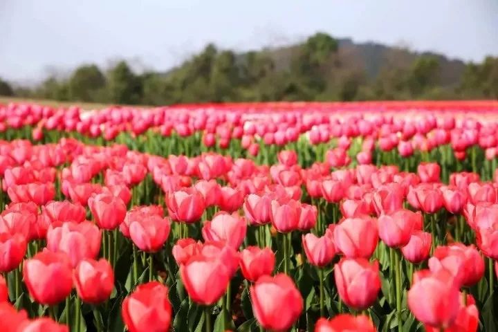 半价游郁金香花海，花千谷开园啦！！！