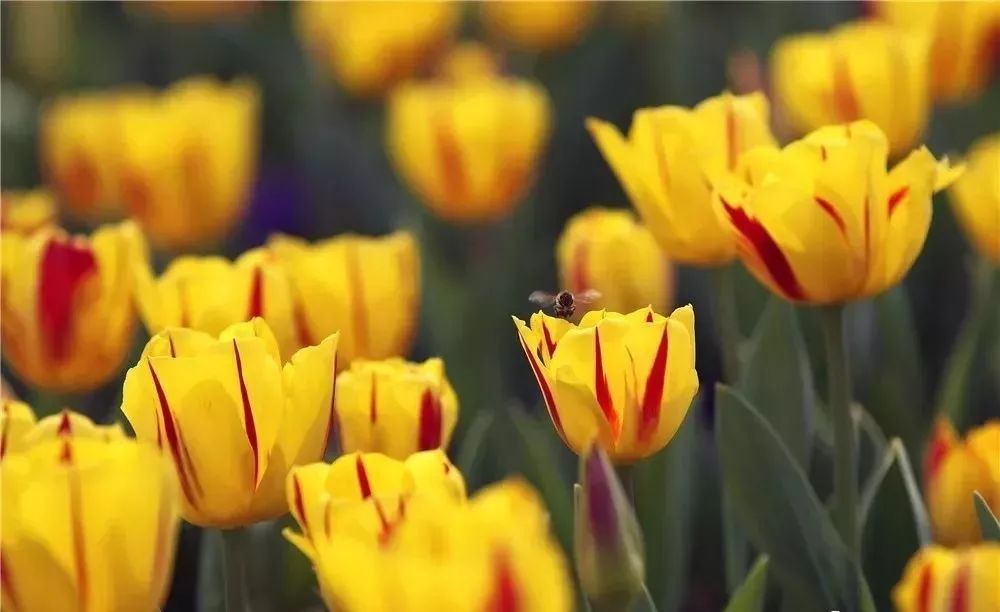 半价游郁金香花海，花千谷开园啦！！！