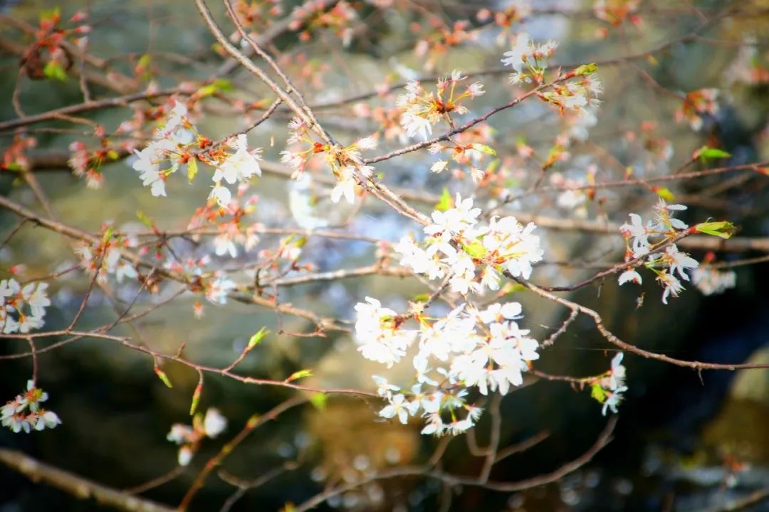 半价游郁金香花海，花千谷开园啦！！！