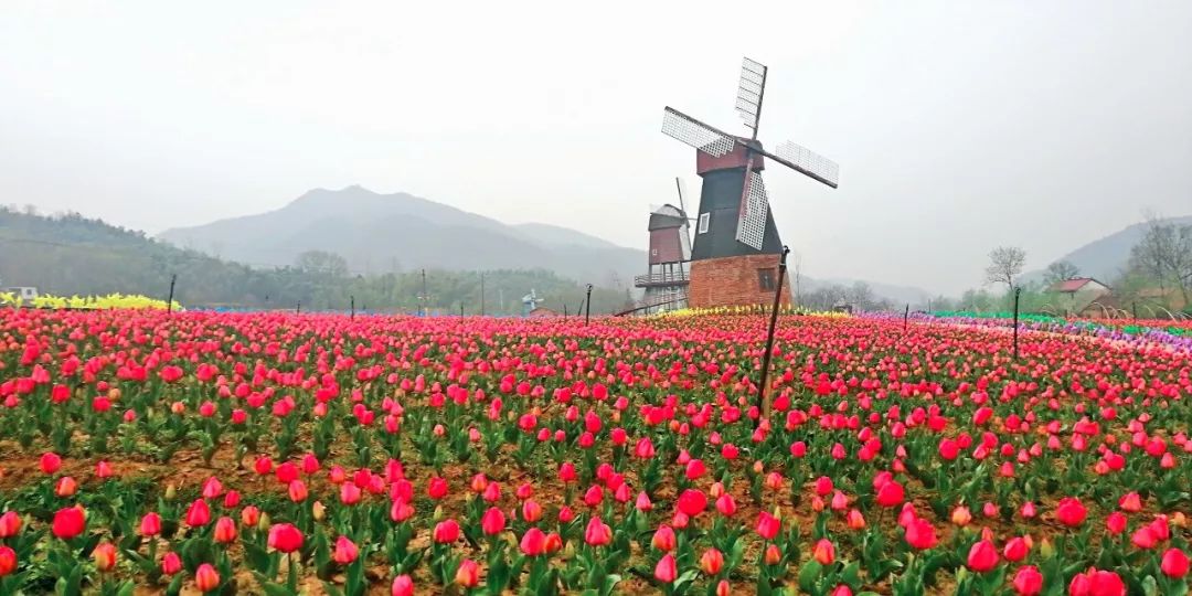 半价游郁金香花海，花千谷开园啦！！！