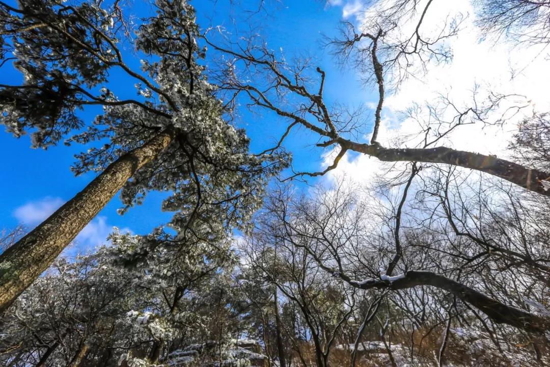 纷扬桃花雪，春满白云山