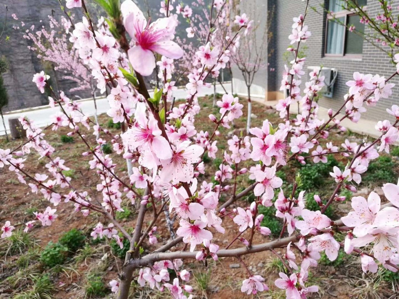 第二届大熊山踏青季开幕式圆满举行