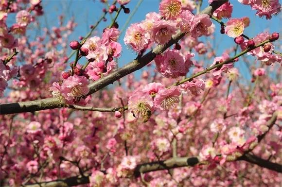 绿博园问花节本周六盛大开幕