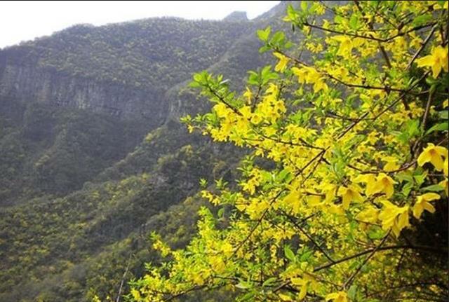 春潮花海醉关山，满山连翘迎春开！