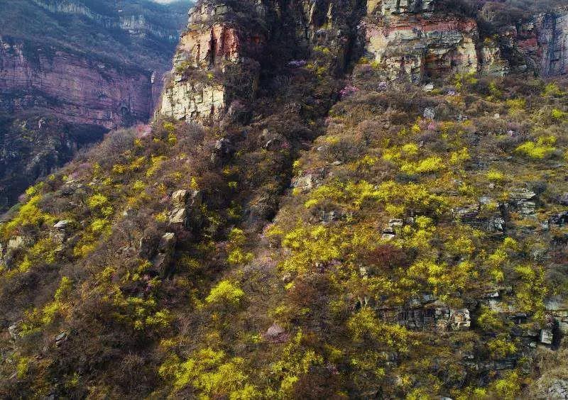 【春花·舞太行】春风十里，去看那花花世界，让你独享春色...