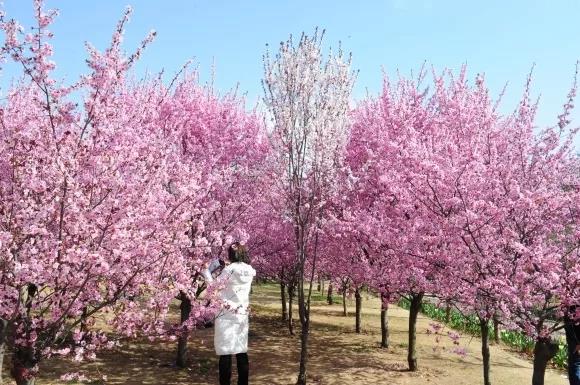 绿博园问花节本周六盛大开幕