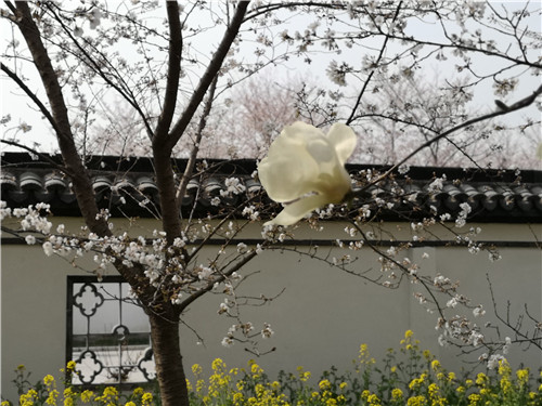 “浪漫花都，樱你而美”第三届唐韵樱花节盛大开幕！