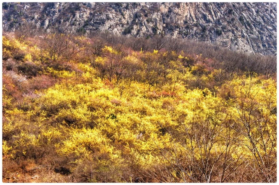 春潮花海醉关山，满山连翘迎春开！