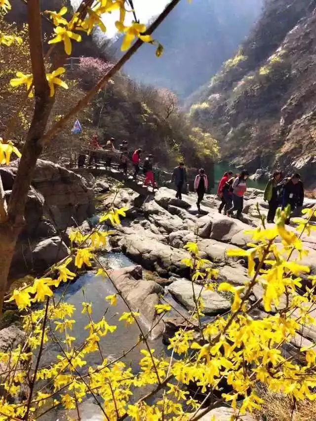 春潮花海醉关山，满山连翘迎春开！