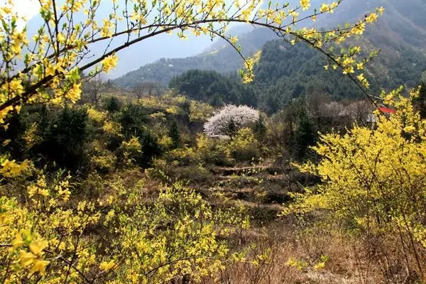 春潮花海醉关山，满山连翘迎春开！