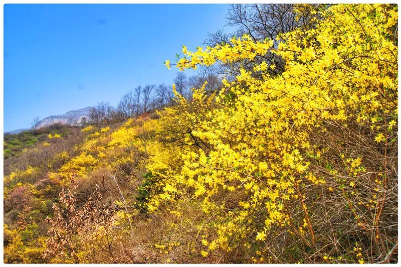 春潮花海醉关山，满山连翘迎春开！