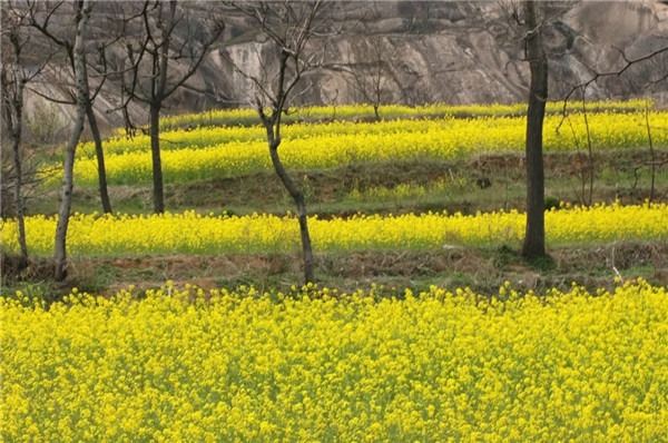 阳春三月，春暖花开，登嵖岈奇峰，赏千亩花海！