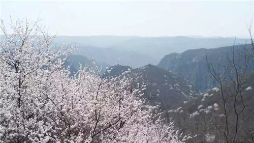 跟着央视镜头看青天河，万亩桃花，十里画廊