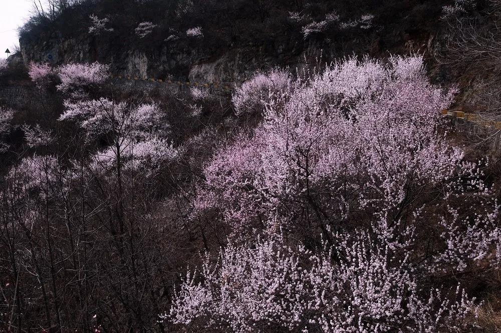 河南最美的桃花林，原来藏在这里！