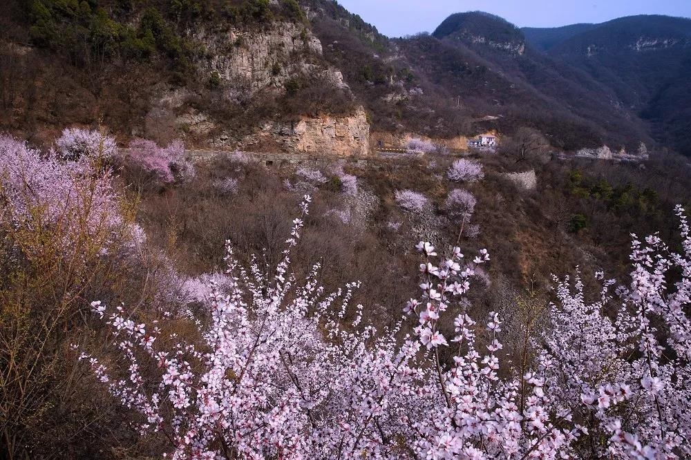 河南最美的桃花林，原来藏在这里！