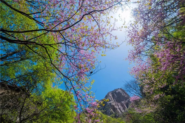 龙峪湾云巅杜鹃花海，与你的TA来个浪漫之约