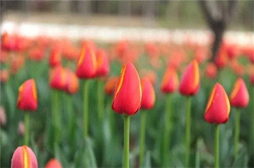 绿博园花开遍地 问花节百花盛放动绿城