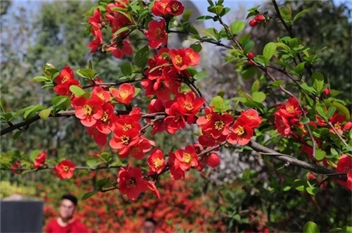 绿博园花开遍地 问花节百花盛放动绿城