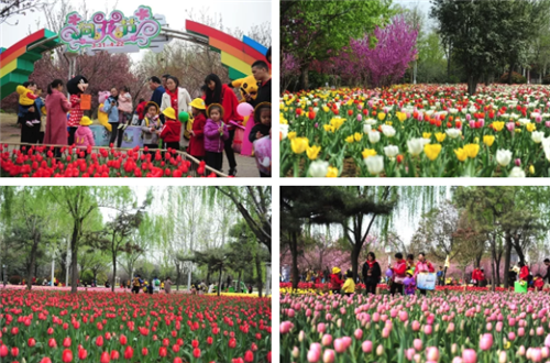 绿博园花开遍地 问花节百花盛放动绿城