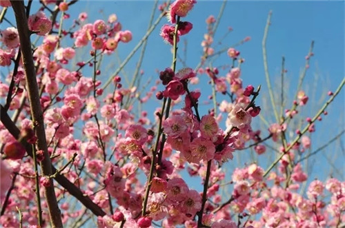 绿博园花开遍地 问花节百花盛放动绿城