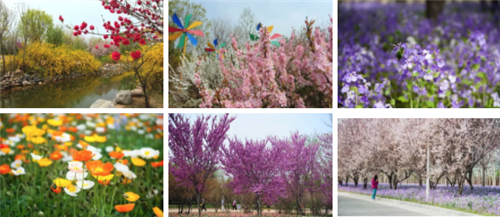 绿博园花开遍地 问花节百花盛放动绿城