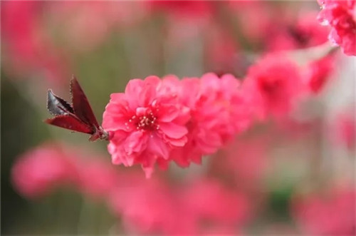 绿博园花开遍地 问花节百花盛放动绿城