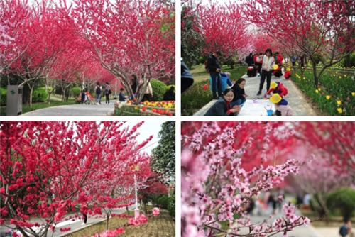 绿博园花开遍地 问花节百花盛放动绿城