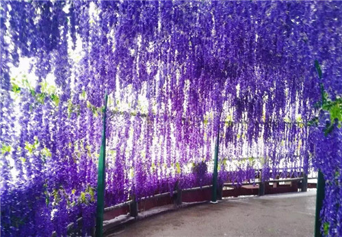 “仙境花海 逐梦圣山”老君山仙山花海节明日启幕！