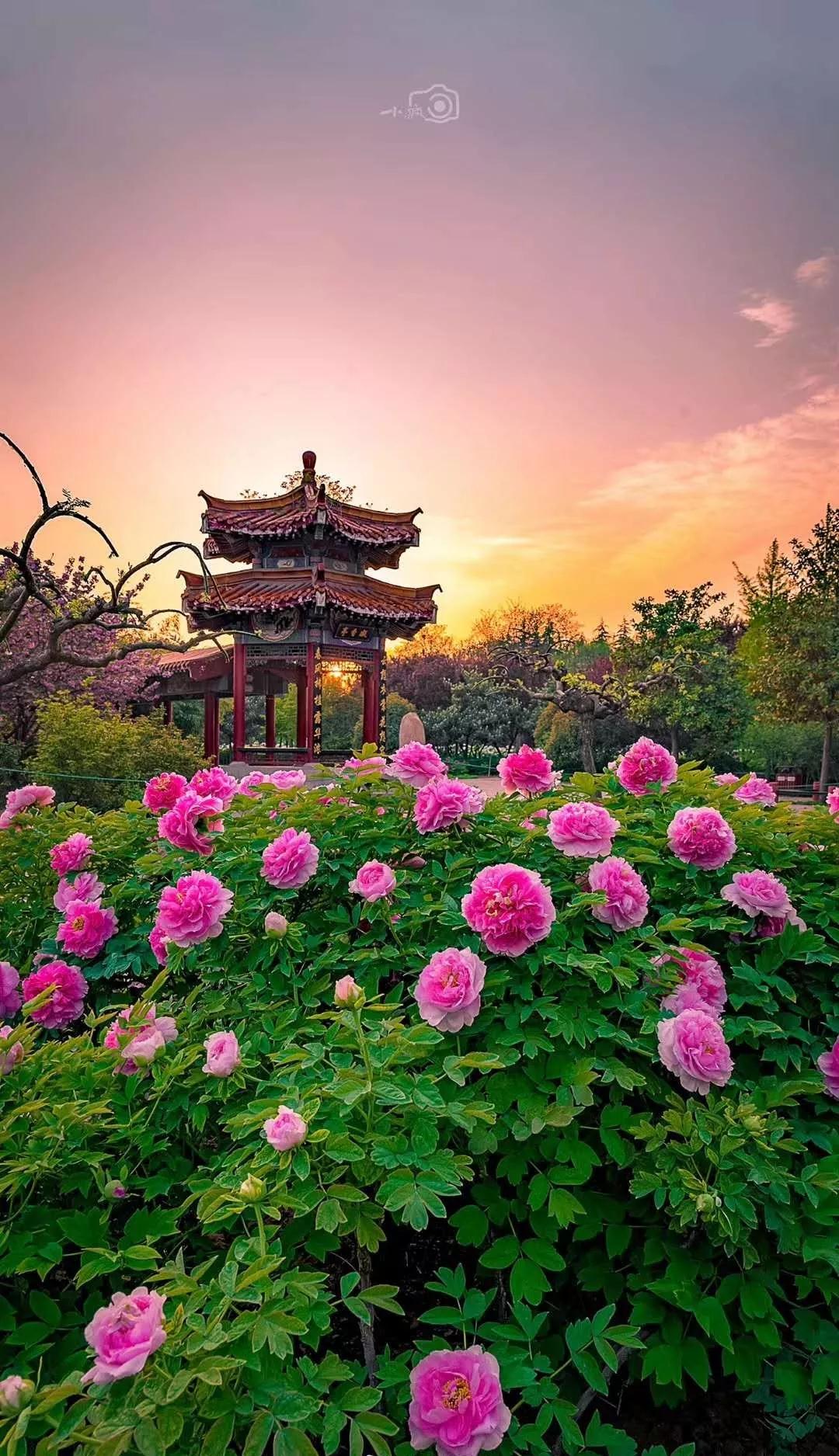 “踏青赏花 还看老家” 河南省文旅厅联合高德地图发布《河南2019清明出游指南》