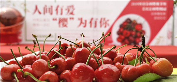 人间有爱，“樱”为有你——2019河南富硒樱桃节暨美农富硒樱桃园玩转樱