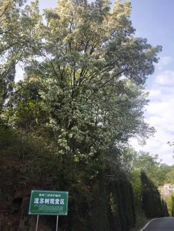青龙山慈云寺景区＂五一“假期热闹非凡