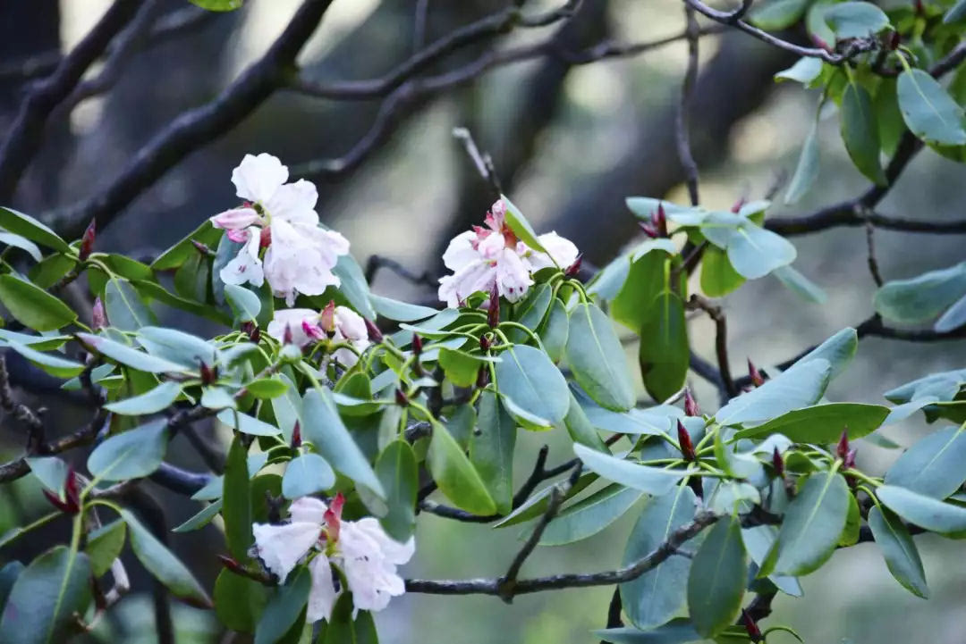 龙峪湾：2019年首届云巅杜鹃花节圆满落幕