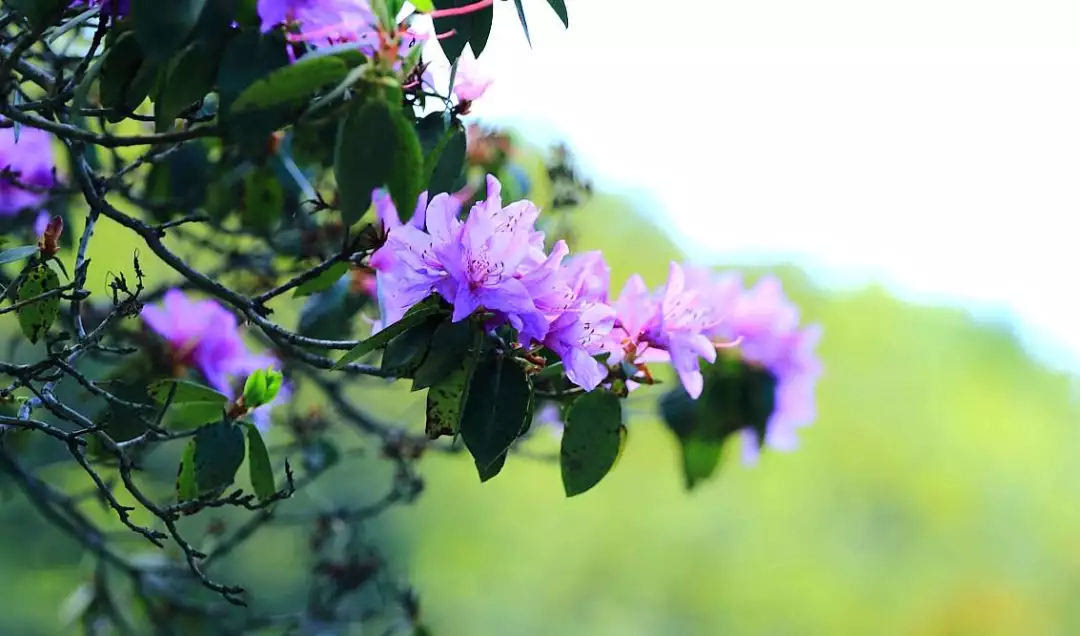 龙峪湾：2019年首届云巅杜鹃花节圆满落幕