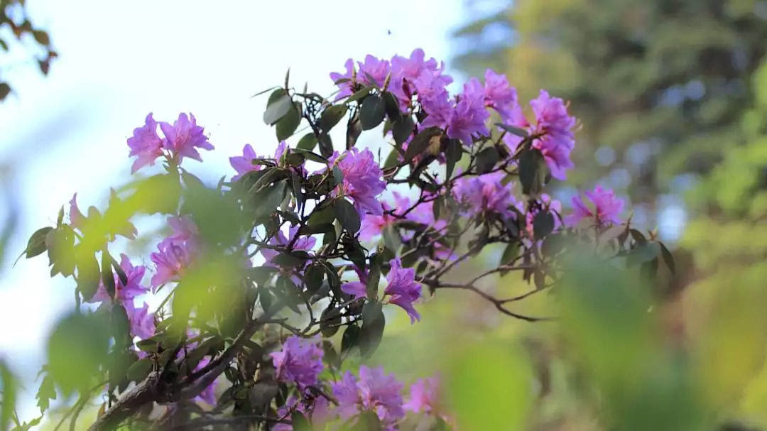 龙峪湾：2019年首届云巅杜鹃花节圆满落幕