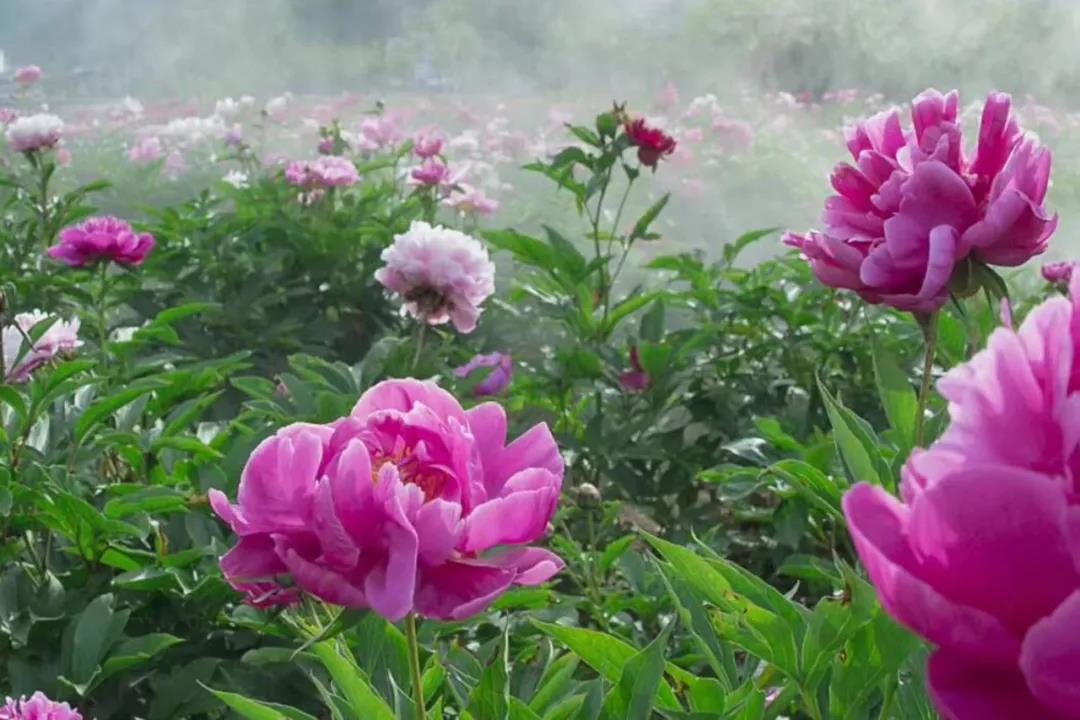栾川赤土店：九鼎沟首届“高山牡丹节”将于6月1日盛大开幕！