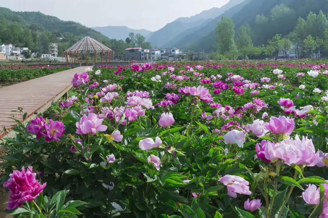 栾川赤土店：九鼎沟首届“高山牡丹节”将于6月1日盛大开幕！