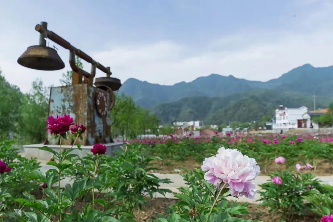 栾川赤土店：九鼎沟首届“高山牡丹节”将于6月1日盛大开幕！