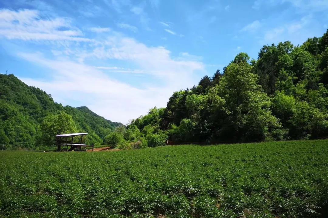 栾川赤土店：九鼎沟首届“高山牡丹节”将于6月1日盛大开幕！