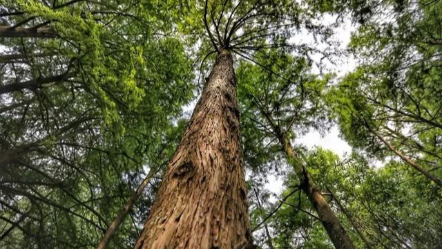 鸡公山——毕业之季我们来相约