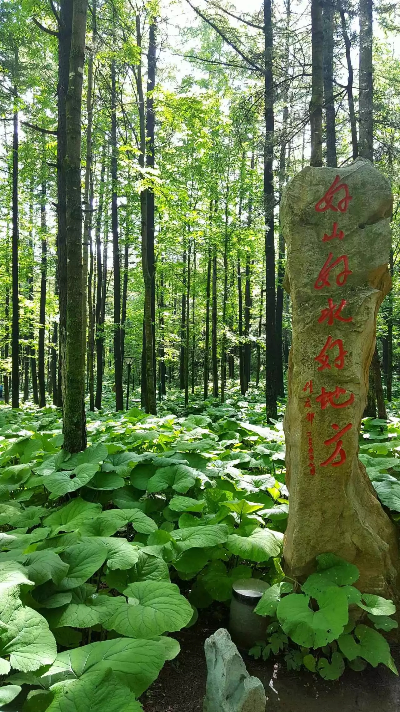 放心灵去旅行，任逍遥于风景