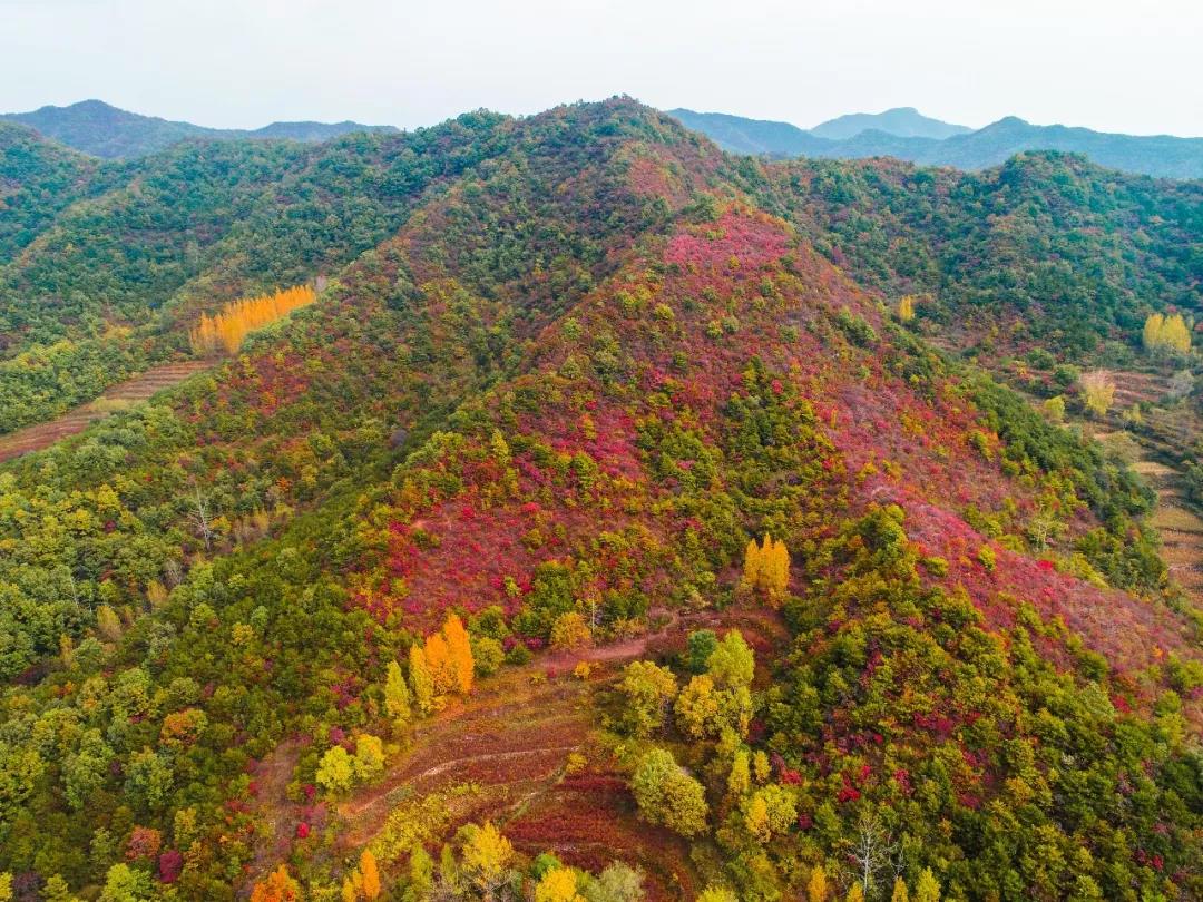 深秋的云台山漫山“花”开！摄影师都疯狂了！