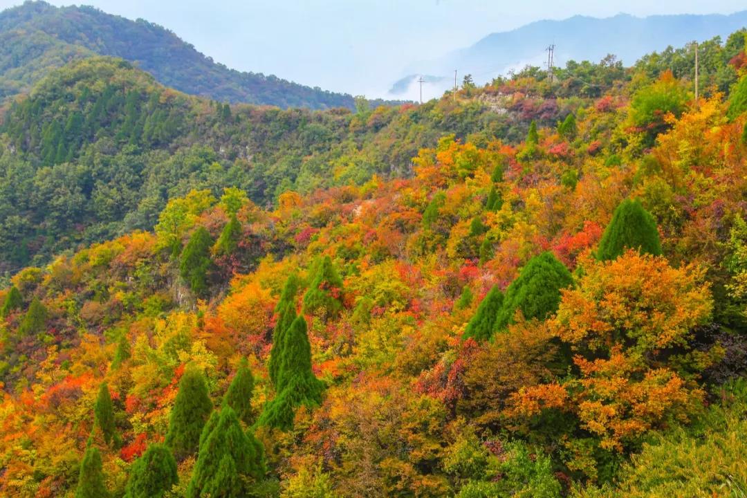 深秋的云台山漫山“花”开！摄影师都疯狂了！
