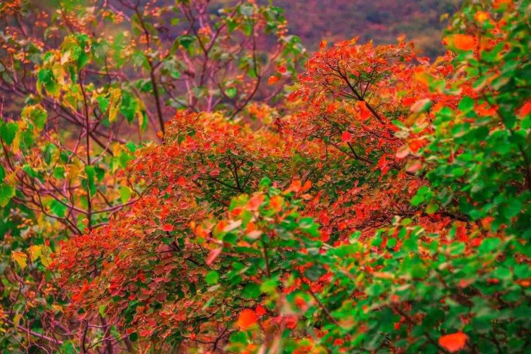 深秋的云台山漫山“花”开！摄影师都疯狂了！