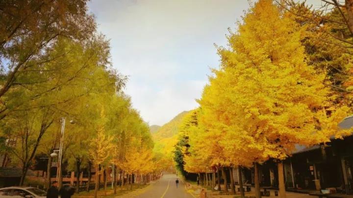 没错！这些古诗写的就是白云山