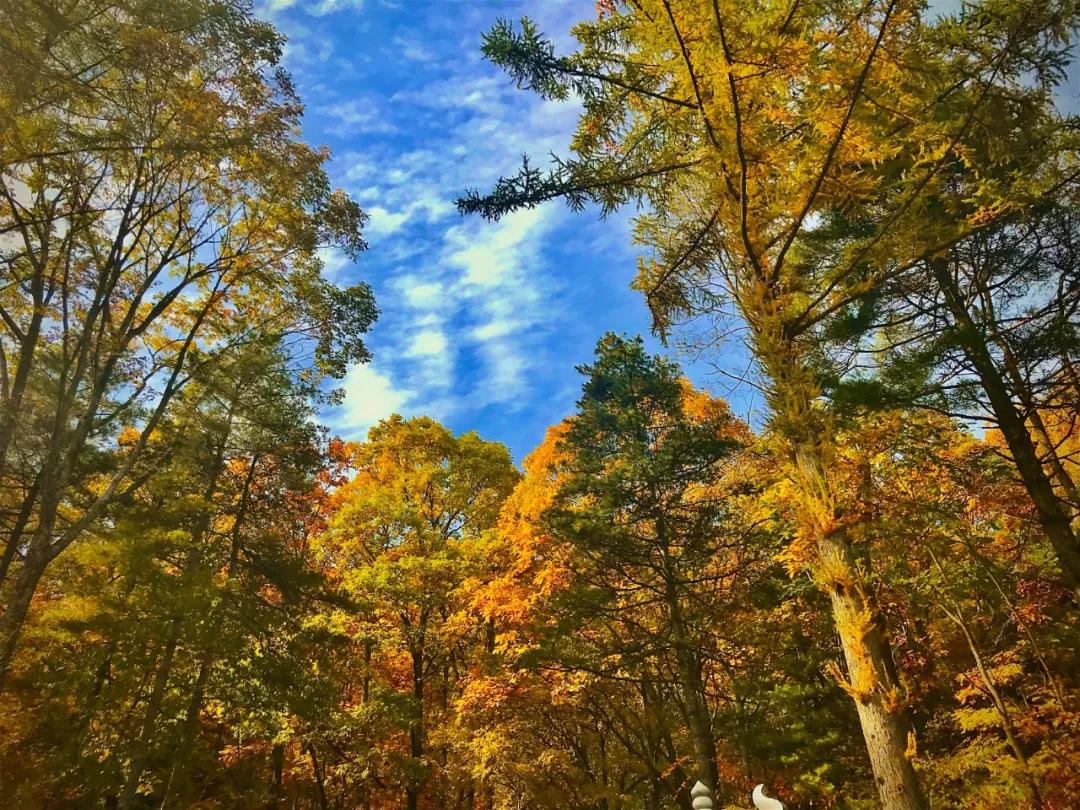 上头了！上头了！被白云山秀到了