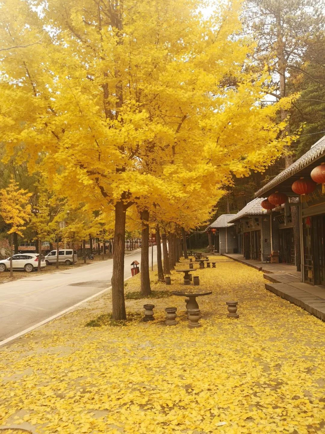 上头了！上头了！被白云山秀到了