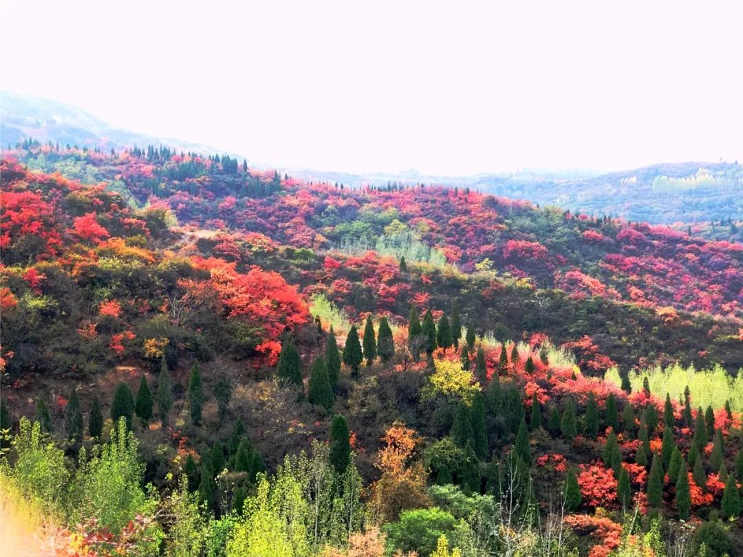 洛阳荆紫仙山景区红叶最佳观赏期还有一周哟~~